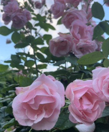 Rose