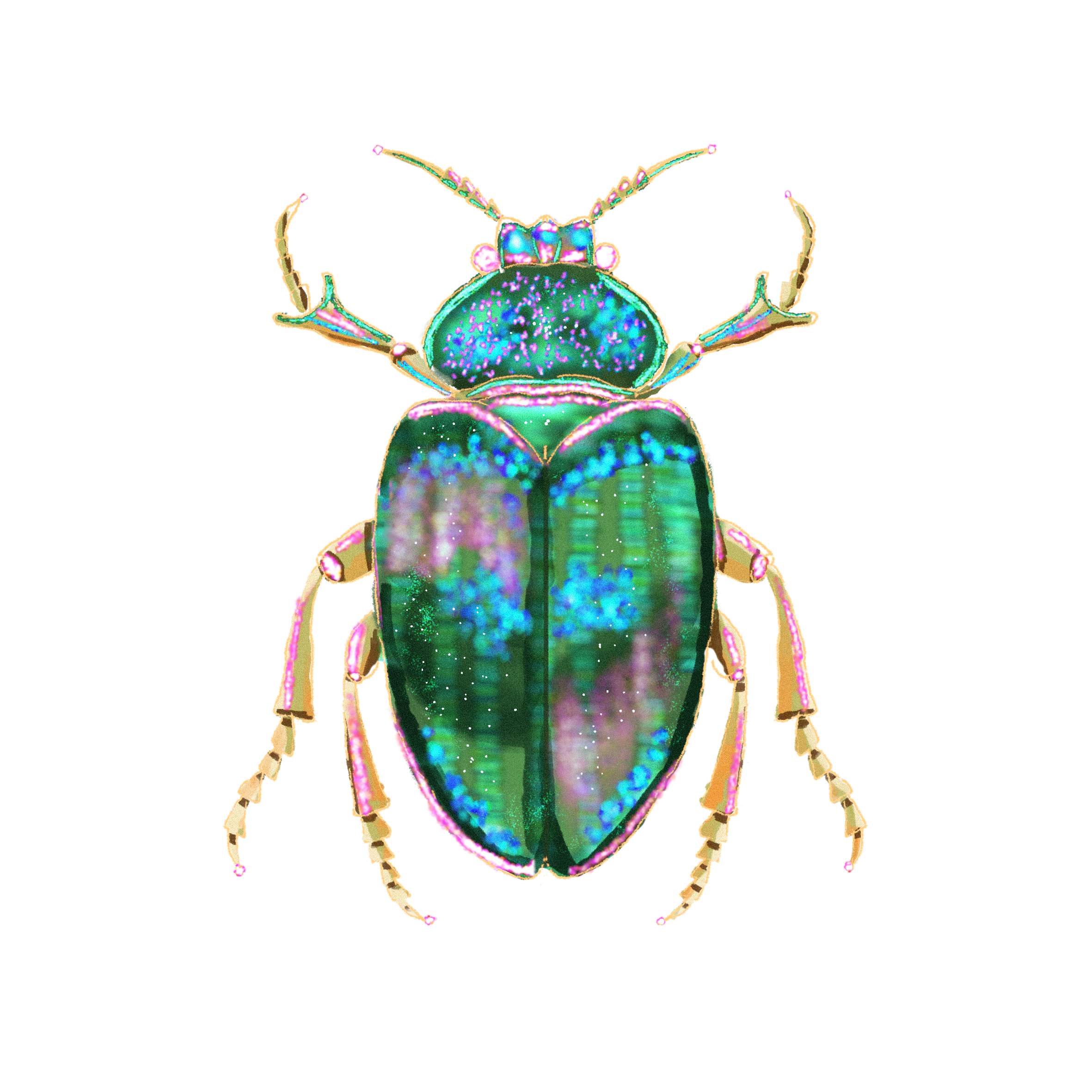 Beetle
