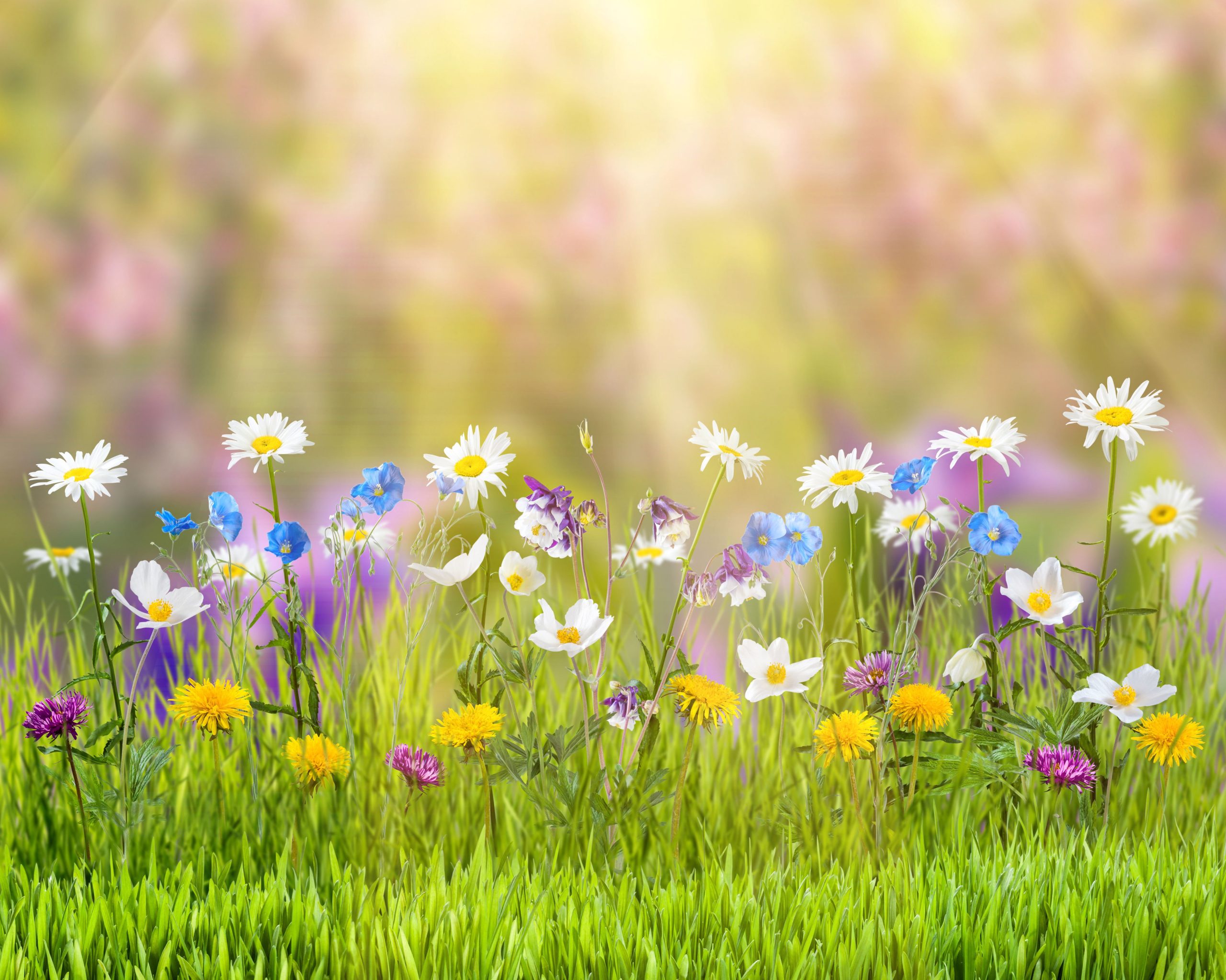 🌸 Spring (renewal)