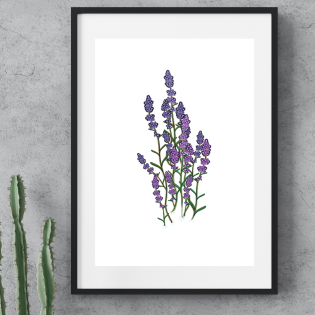 Lavender Flower ~ A4 Art Print