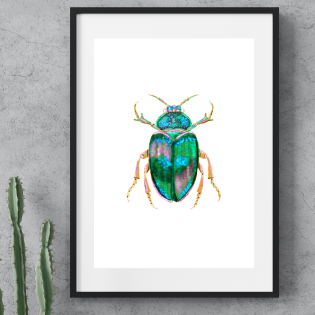 Shimmering Beetle ~ A4 Art Print